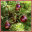 Cranberry Red Crystal Glass Two Inch Ornament Ball (set of 3) - Wholesale